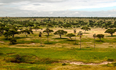 Acacias in Kenya on a cloudy day