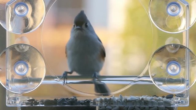 Slow motion of one tufted titmouse perched on plastic window bird feeder on suction cups with sunflower seeds, looking scared, cautious, alert, flying away in autumn, colorful background