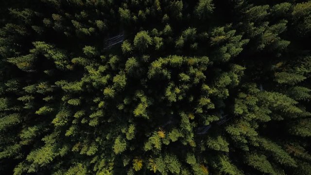 Topview Over Forest Trees and Rural Dirt Road