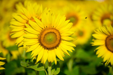 sunflower in field