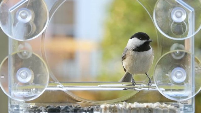 Slow motion of one chickadee perched on plastic window bird feeder on suction cups with sunflower seeds, looking scared, cautious, alert, long neck in autumn, colorful background, sunny day