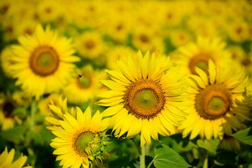 field of sunflowers