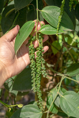 Piper nigrum fresh green pepper seed from tree on hand