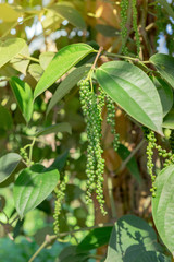 Fresh green pepper.(Piper nigrum Linn) on tree in nature