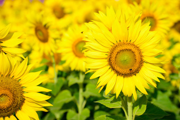 field of sunflowers