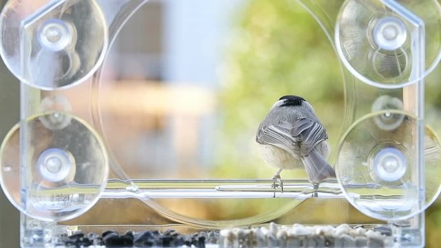 Slow motion of two small chickadee birds sitting perched on plastic glass window bird feeder perch, taking turns, eating sunflower seed in beak, flying away in evening in Virginia