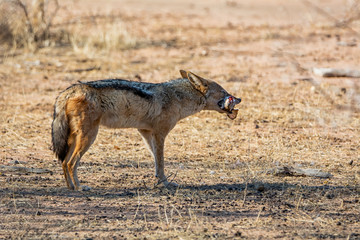 Black-backed Jackal With Kill