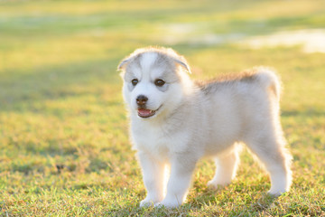 Siberian husky puppy in the garden  © adisak