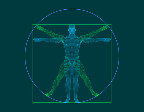 Vitruvian Man. Wireframe Human Body. Vector Outline Illustration