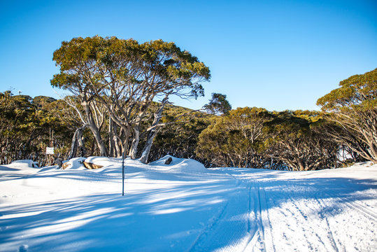 Landscape in winter