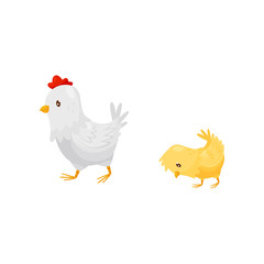 White hen walking with little yellow chick. Domestic fowl. Farm birds. Flat vector icon
