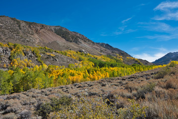 Fall color at Sierra