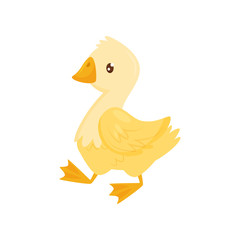 Flat vector icon of cute young duck. Farm bird with yellow feathers, orange beak and legs. Poultry farming