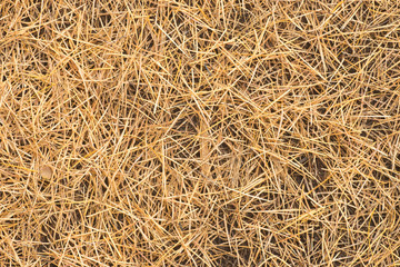 fallen larch needles on ground