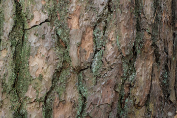 pine tree bark texture background