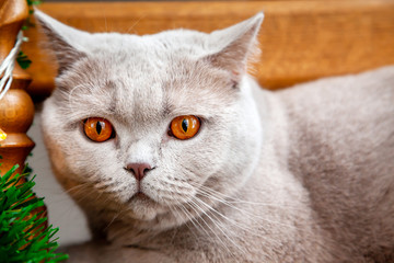 Fototapeta na wymiar British grey cat closeup