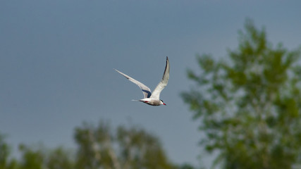 Common tern, Sterna hirundo in flight close-up portrait with bokeh background, selective focus, shallow DOF