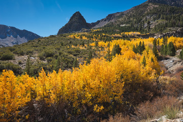 autumn in Eastern Sierra, California