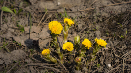 Flower in early spring, blooming coltsfoot, tussilago farfara, macro with bokeh background selective focus, shallow DOF