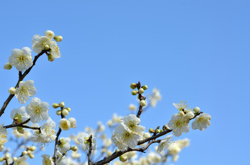 梅の花　青空


