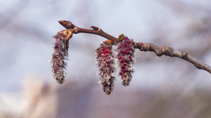 Aspen catkins on branch with bokeh background macro, selective focus, shallow DOF