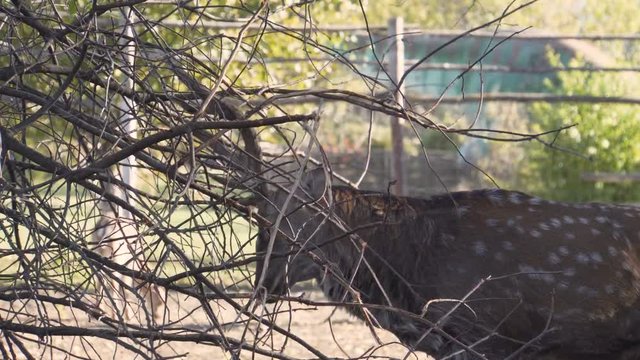 Deer in zoo. Adult male. Horns rubs against tree branches. Brown spotted coat. Sunny day. Warm season. 4K video.