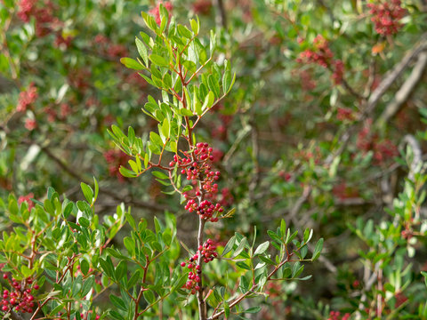 Pistacia lentiscus. Feuillage et baies rouges et noires du pistachier lentisque