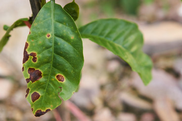 Robusta coffee trees have rust disease in the garden, coffee plantation.