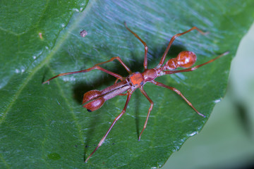 male weaver ant mimic spider on green leaf/top view photo