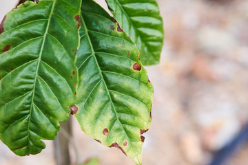 Robusta coffee trees have rust disease in the garden, coffee plantation.