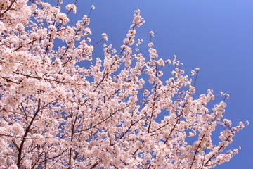 桜の花　ソメイヨシノ