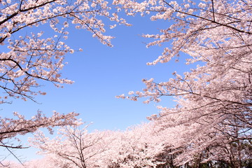桜の花　ソメイヨシノ