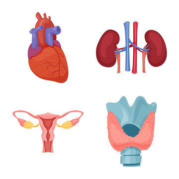 Isolated object of body and human symbol. Collection of body and medical vector icon for stock.