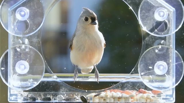 Slow motion of one tufted titmouse perched on plastic window bird feeder perch on suction cups with sunflower seeds, jumping inside, taking peanut nut, holding in beak, flying away in sunny, Virginia