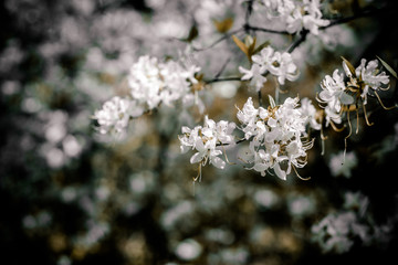 Obraz premium White rhododendron blooms against the background of green grass 
