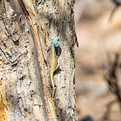 Female Tree Agama