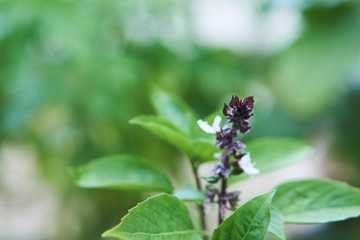 Lemon basil or hoary basil is a popular herb in Asia cuisine.