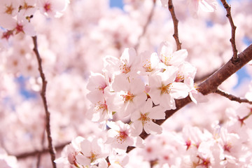 桜の花　ソメイヨシノ