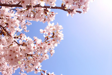 桜の花　ソメイヨシノ