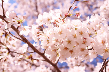 Obraz premium 桜の花 ソメイヨシノ