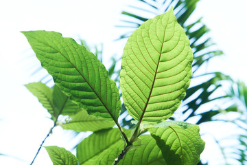 Kratom or Mitragyna speciosa in the tropical evergreen tree. It's in the coffee family and can used in traditional medicine but minor side effects may include nausea, vomiting, and constipation.