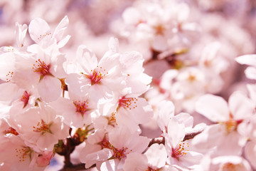 Fototapeta premium 桜の花 ソメイヨシノ