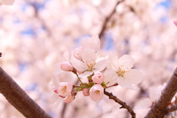 Fototapeta premium 桜の花 ソメイヨシノ