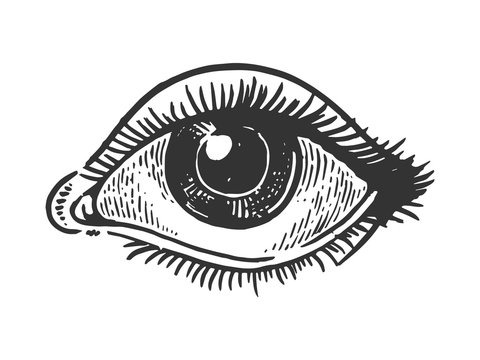 eye clip art