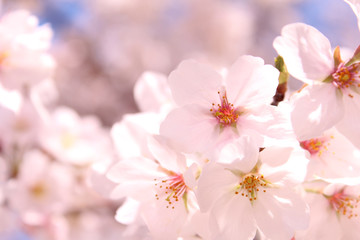 桜の花　ソメイヨシノ © serena_v