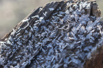 Frost on the trees