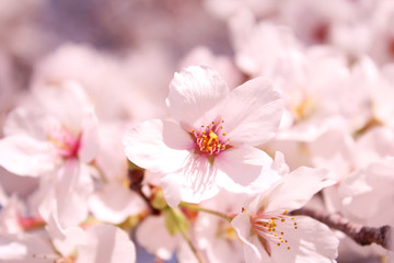 Fototapeta na wymiar 桜の花　ソメイヨシノ