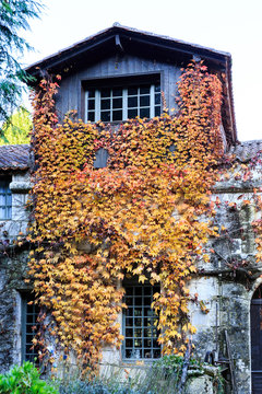 Feuille automnal sur une facade de maison 