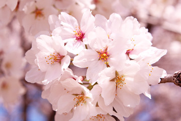 Fototapeta premium 桜の花 ソメイヨシノ