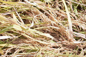 ear of rice or spike gold color with fierce sunshine.